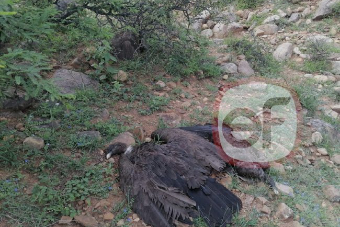 Primeros resultados apuntan a que cóndores y mamíferos muertos en Tarija fueron envenenados