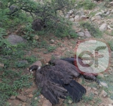 Primeros resultados apuntan a que cóndores y mamíferos muertos en Tarija fueron envenenados