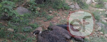 Primeros resultados apuntan a que cóndores y mamíferos muertos en Tarija fueron envenenados