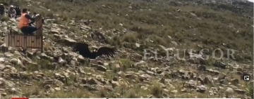 Liberan al cóndor "Imaibe" en Tarija