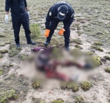 Encuentran el cadáver de un joven devorado  por canes, se desconoce la causa de su muerte