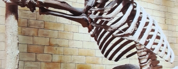 Dinosaurios en Uyuni