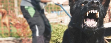 Perro provoca heridas y una fractura en mujer de 39 años