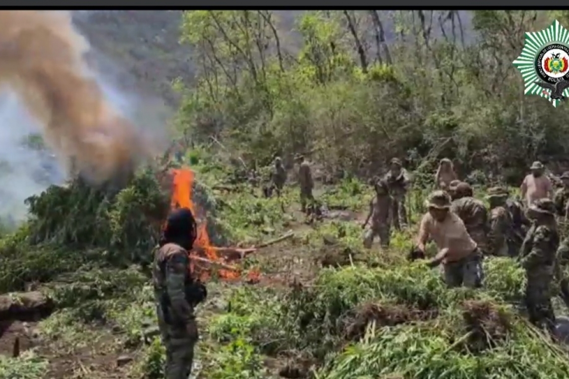 FELCN destruye plantaciones de marihuana valuados en 89 toneladas