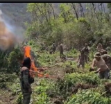 FELCN destruye plantaciones de marihuana valuados en 89 toneladas