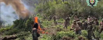 FELCN destruye plantaciones de marihuana valuados en 89 toneladas