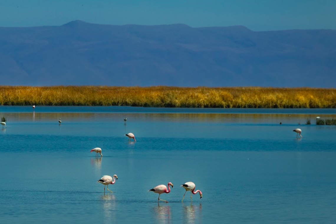 ¿Adiós al pulmón de Oruro?
