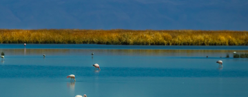 ¿Adiós al pulmón de Oruro?