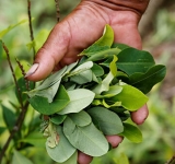 Gobierno erradica 9.457 hectáreas de coca y Bolivia supera meta tras caída en 2020