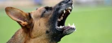 Niño de un año presenta serias heridas en la lengua tras ser mordido por un can