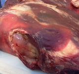 120 kilos de carne en descomposición fue comisada en la zona Norte de Oruro