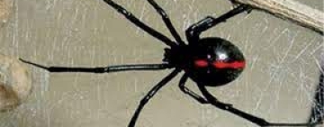 Se reporta un nuevo caso de picadura de “viuda negra”, suman a 4 este año