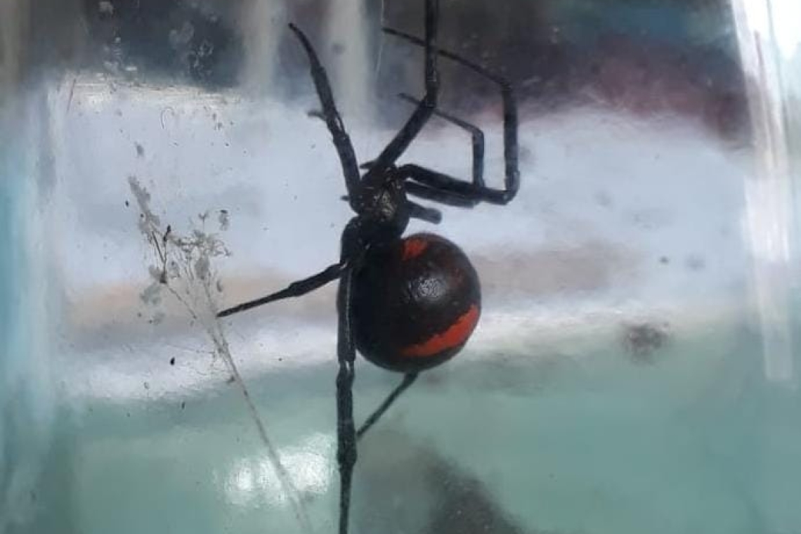  Nueva víctima de picadura de araña negra queda con secuelas por no acudir de inmediato a un centro de salud