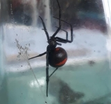  Nueva víctima de picadura de araña negra queda con secuelas por no acudir de inmediato a un centro de salud