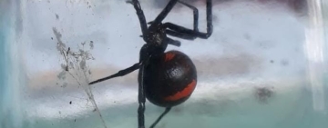  Nueva víctima de picadura de araña negra queda con secuelas por no acudir de inmediato a un centro de salud