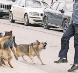 Oruro registra 1.351 casos de mordeduras de canes, los más afectados son los niños