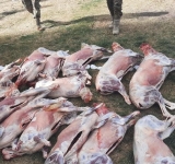 Militares comisan 150 quintales de maíz, 17 corderos faenados 