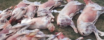 Militares comisan 150 quintales de maíz, 17 corderos faenados 