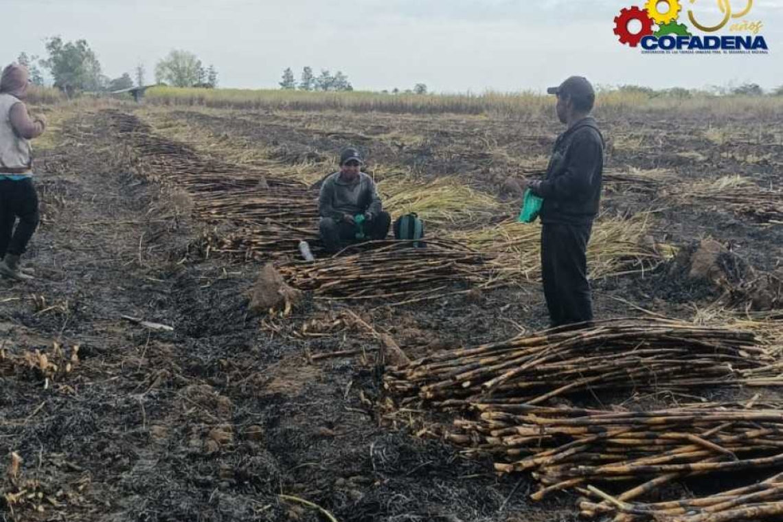 En Bermejo-Tarija arranca temporada de la zafra 