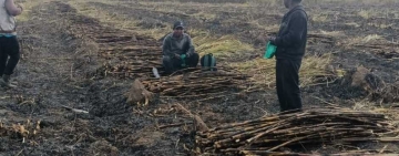 En Bermejo-Tarija arranca temporada de la zafra 