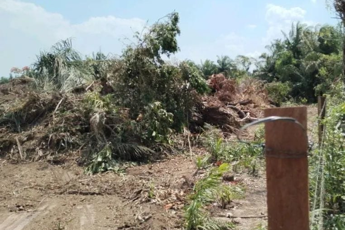 ABT demanda a infractor por desmonte ilegal en Rurrenabaque