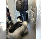 Por el vuelo en el que llevaron a 25 perros en cabina, Avianca anuncia cambios en políticas para su transporte 