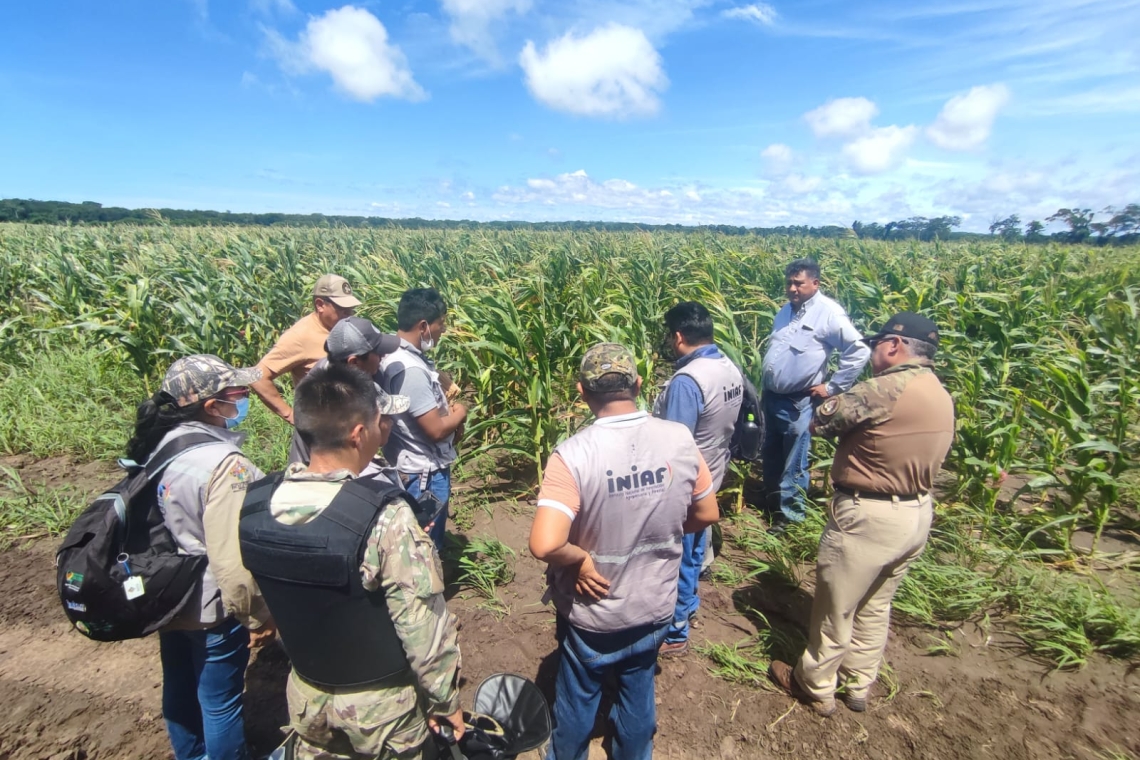 Detectan semilla transgénica en sembradíos de maís en Santa Cruz