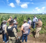 Detectan semilla transgénica en sembradíos de maís en Santa Cruz