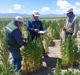 VIII Congreso Mundial de la Quinua en Potosí reunirá a expertos de al menos 11 países