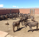 La Paz: Hallan matadero clandestino para el faenado de carne de burro