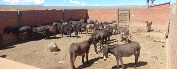 La Paz: Hallan matadero clandestino para el faenado de carne de burro