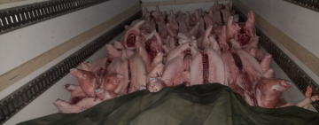 Militares comisan 4.650 kilos de carne de cerdo de contrabando hacia Perú