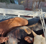 Contrabandistas intentan internar 34 cabezas de ganado al país desde Argentina