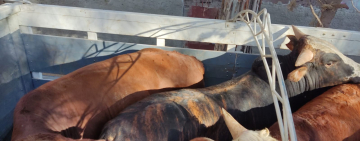 Contrabandistas intentan internar 34 cabezas de ganado al país desde Argentina