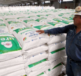 La urea de YPFB incrementa en 50% la producción de trigo en Okinawa