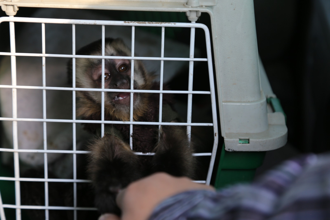 Una anguila, nueve tortugas y un mono capuchino eran comercializados por redes sociales    