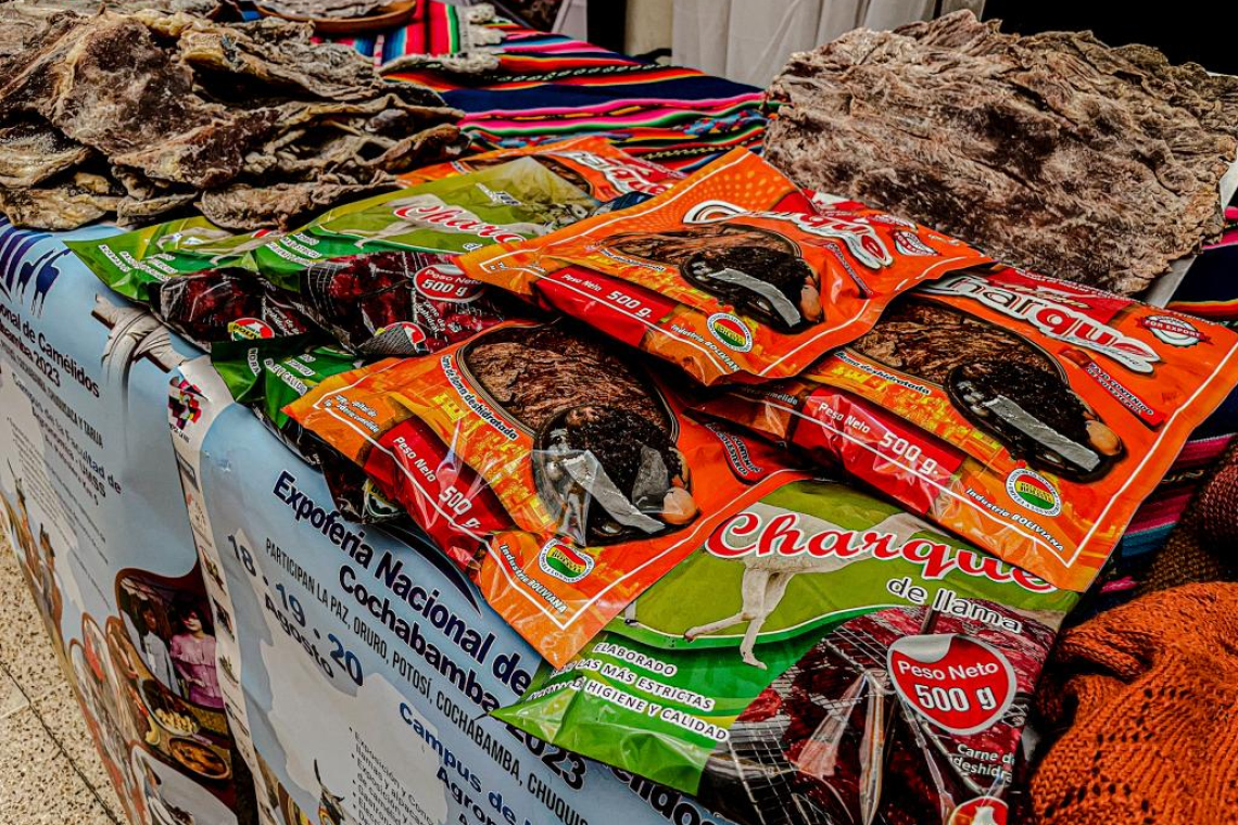 Cochabamba es sede de la “Expoferia Nacional De Camélidos” 