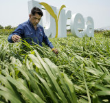 YPFB implementa parcelas en campo para demostrar beneficios de la urea en el agro