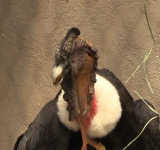 Gobernación de Cochabamba traslada a cóndor a un refugio tras ser rescatado en Sacaba 