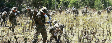 Gobierno de Arce erradica 28.492 hectáreas de coca excedentaria e ilegal