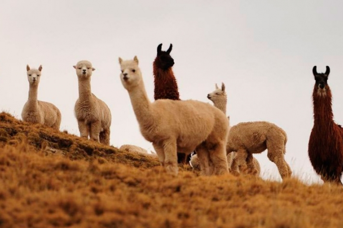 Gobierno invirtió Bs 10 millones para fortalecer la producción de camélidos en Oruro