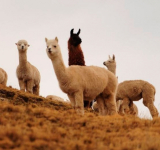 Gobierno invirtió Bs 10 millones para fortalecer la producción de camélidos en Oruro