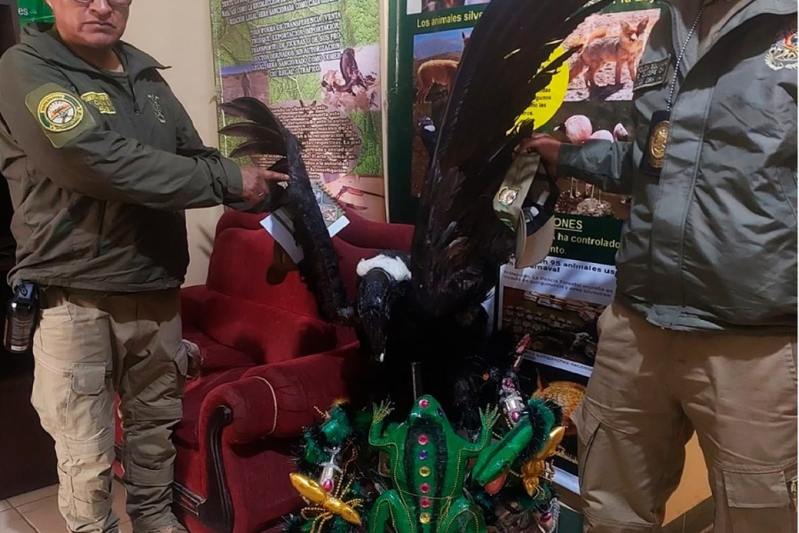 Inician proceso contra fraterno que usó piezas de cóndor en su traje folclórico 