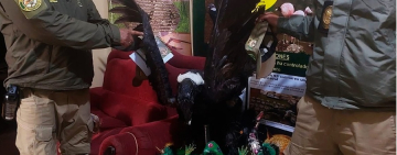 Inician proceso contra fraterno que usó piezas de cóndor en su traje folclórico 