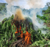FELCN encuentra plantaciones de marihuana e incinera 20 toneladas