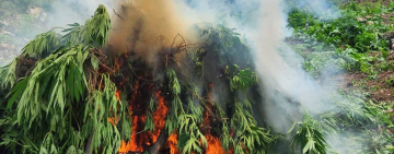 FELCN encuentra plantaciones de marihuana e incinera 20 toneladas