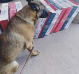 “Boycan”, un can antidroga detecta 12,4 kilos de cocaína en Viru Viru