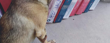 “Boycan”, un can antidroga detecta 12,4 kilos de cocaína en Viru Viru