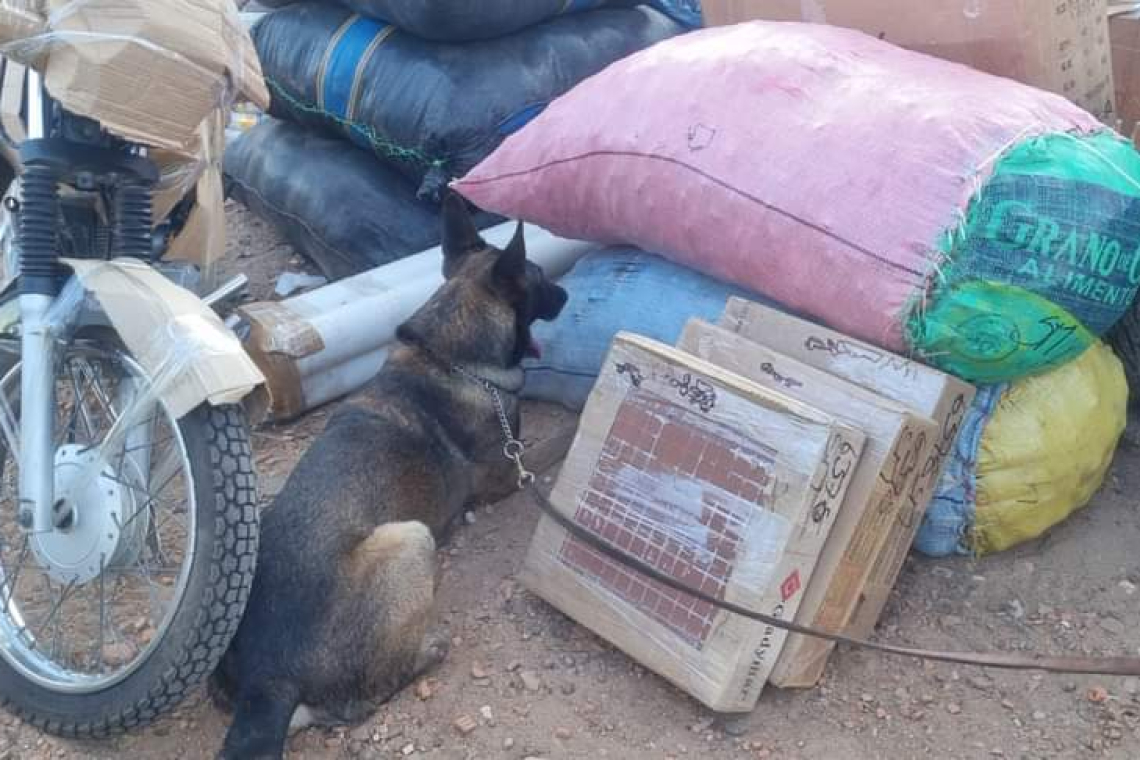 Can antidroga halla marihuana entre verduras en la Bimodal