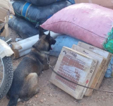 Can antidroga halla marihuana entre verduras en la Bimodal